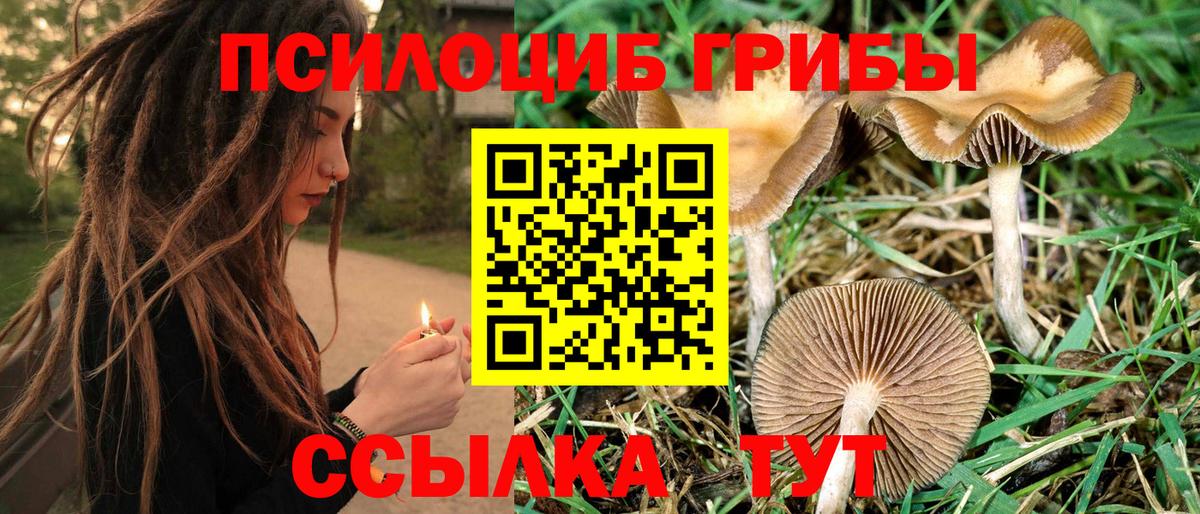 Элиста  Галлюциногенные грибы Psilocybine cubensis  Псилоцибиновые грибы мухоморы  Вход с VPN 